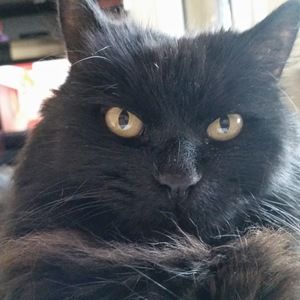 Meet your Posher, Sharon